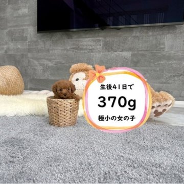 ティーカッププードル【滋賀県・女の子・2025年9月4日・レッドフォーン】の写真「足の短いドアーフで小さい可愛い女の子♡」