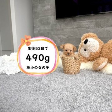 トイプードル(ティーカップ)【滋賀県・女の子・2025年9月9日・ペール・フォーン】の写真「足が短く人気のドアーフタイプ！極小で可愛いです♡」