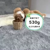 タイニープードル
