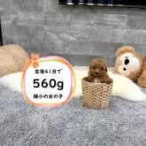 ティーカッププードル