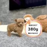 ティーカッププードル