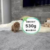 ティーカッププードル