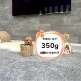ティーカッププードル
