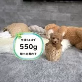 タイニープードル