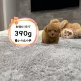 ティーカッププードル【滋賀県・女の子・2025年9月20日・レッド・フォーン】の写真1「生後61日で390gの極小の可愛い子♡」