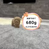 タイニープードル