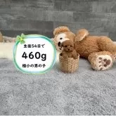 ティーカッププードル