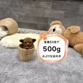 タイニープードル
