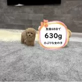 タイニープードル