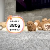 トイプードル