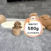 ティーカッププードル