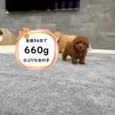 ティーカッププードル