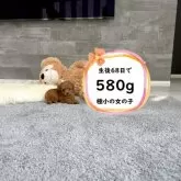 ティーカッププードル
