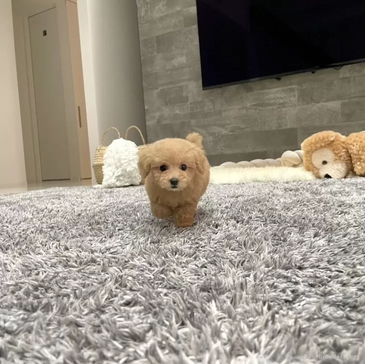 ID:2408-06648の子犬