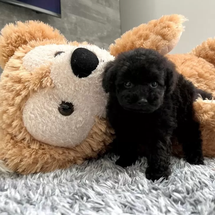 ID:2408-05633の子犬