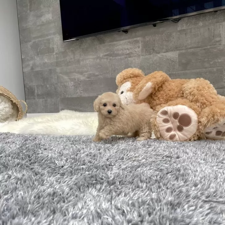 ID：2407-07937の子犬