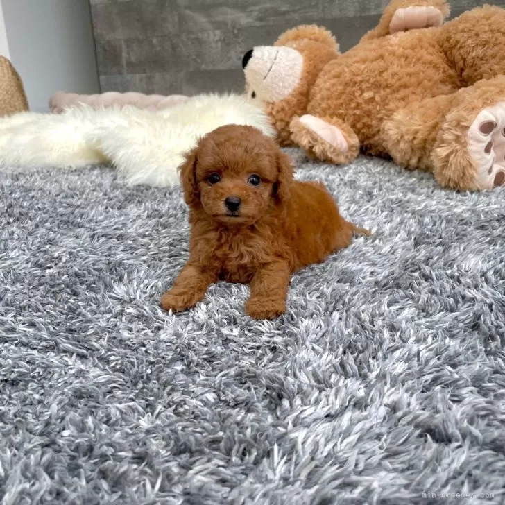 ID:2409-00900の子犬