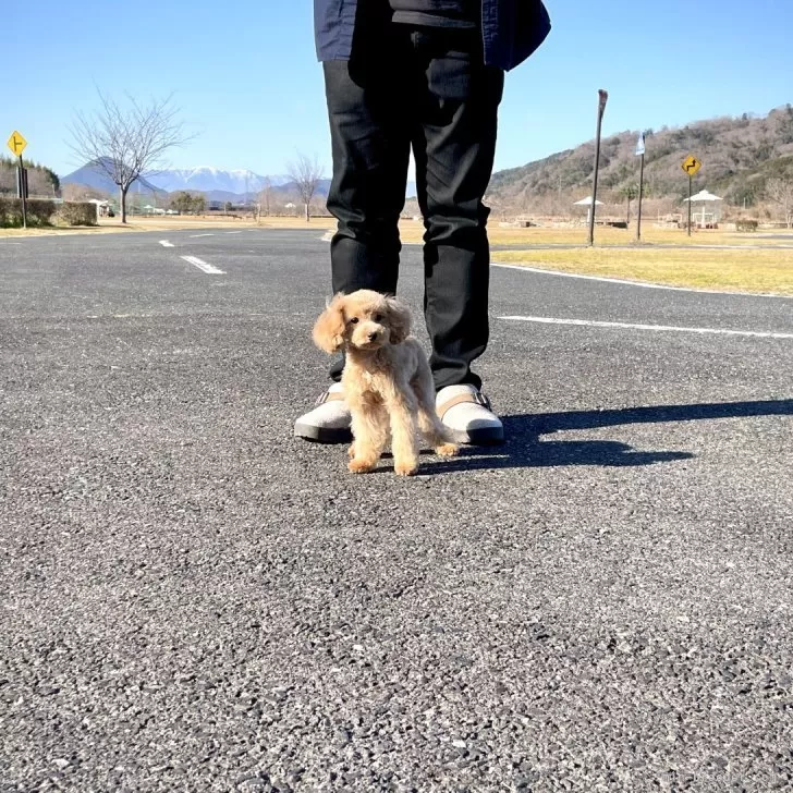 ID:2401-04059の子犬