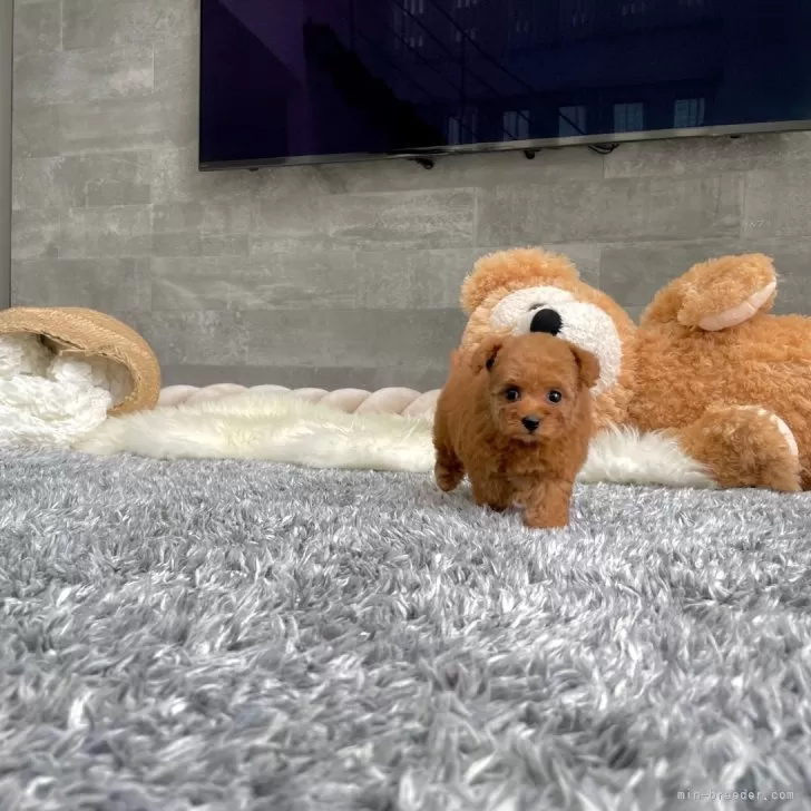 ID：2408-01424の子犬