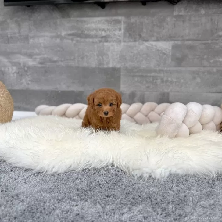 ID：2410-07534の子犬