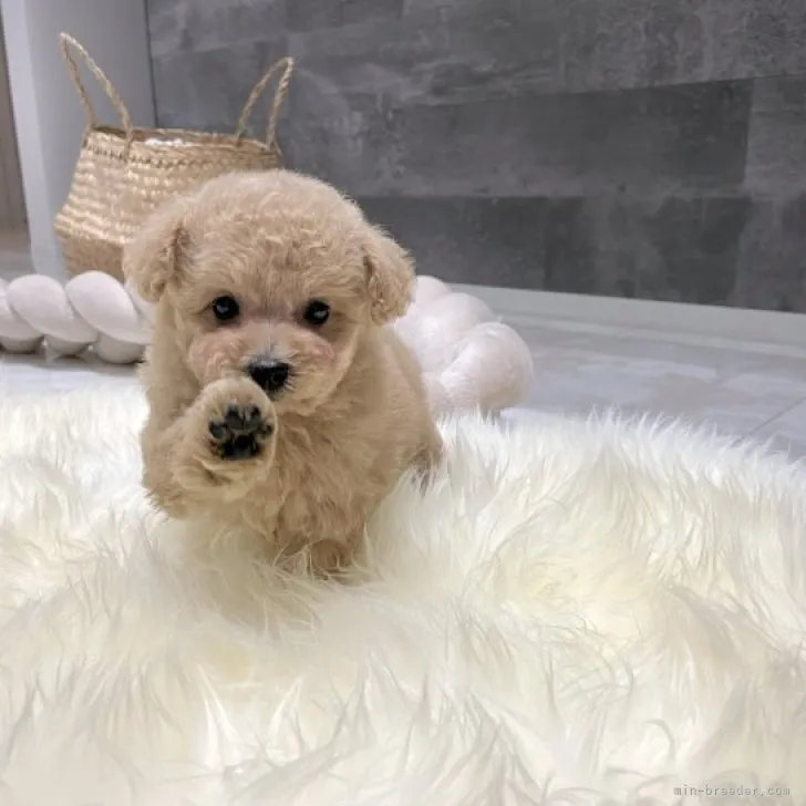 ID:2312-00189の子犬