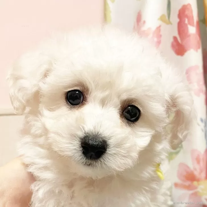 ID:2412-01931の子犬