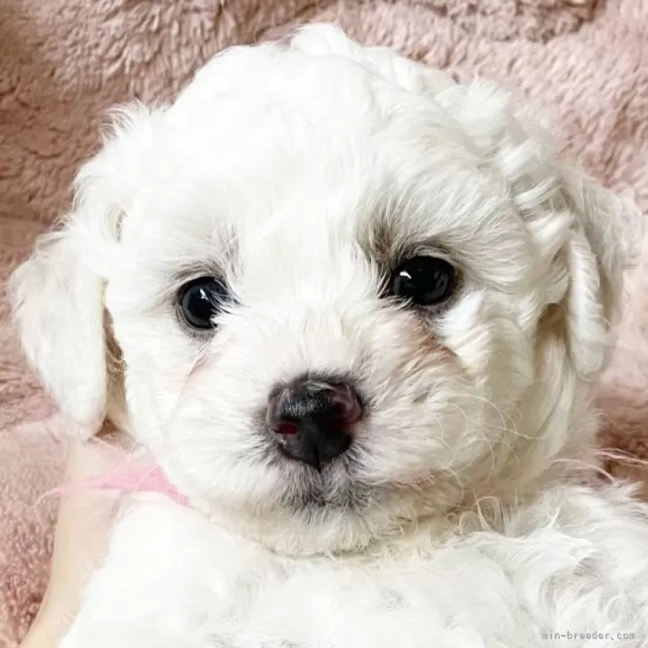 ID:2508-00808の子犬