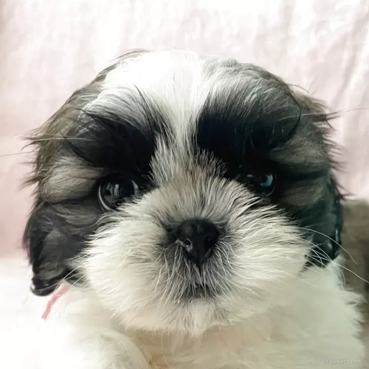 こはる 様のお迎えした子犬