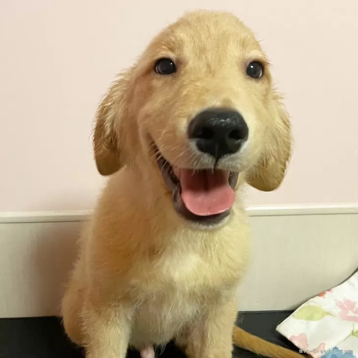 ID：2503-00031の子犬