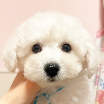 ビションフリーゼ【東京都・男の子・2024年10月28日・ホワイト】の写真「小柄な男の子💚」