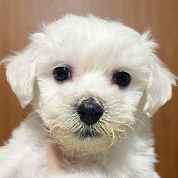 ビションフリーゼ【東京都・男の子・2025年11月12日・ホワイト】の写真「可愛いビションのきみどりくん💛💚」
