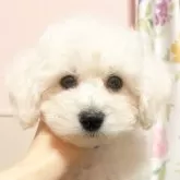 ビションフリーゼ【東京都・男の子・2024年10月28日・ホワイト】の写真1「更新しました❣️」