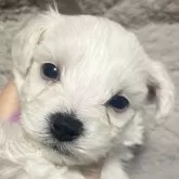 ビションフリーゼ