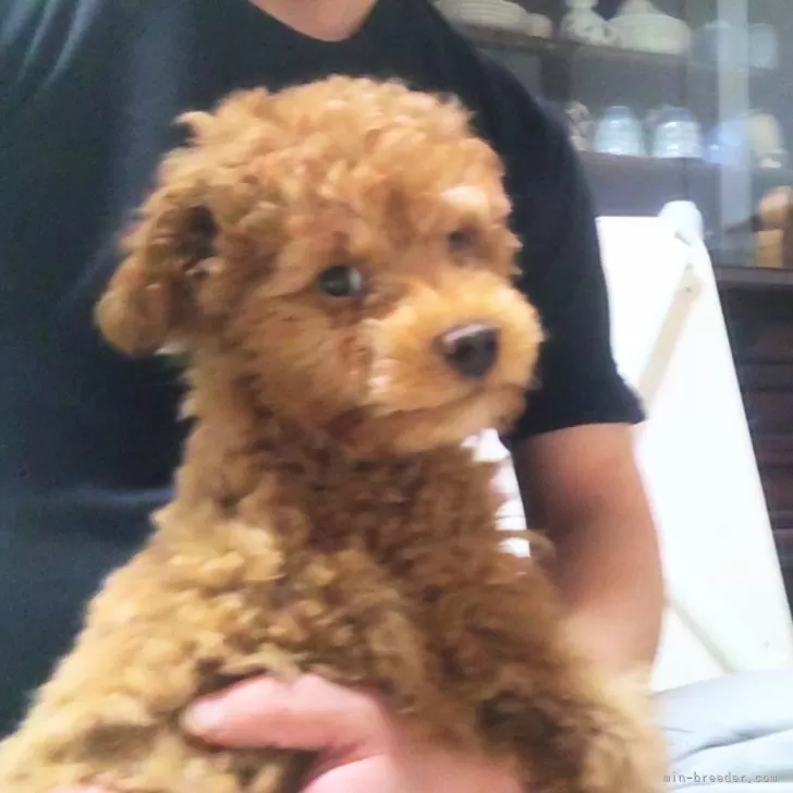 ID：2504-05114の子犬