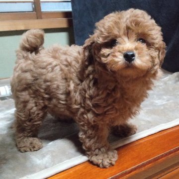 ミックス(マルプー×トイプードル)【秋田県・男の子・2025年9月11日・アプリコット】の写真「まだまだ可愛い赤ちゃん容姿！でも遊びいたずらは大き」