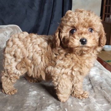 ミックス(マルプー×トイプードル)【秋田県・女の子・2025年9月16日・アプリコット】の写真「最後のメス！お早めに！チビちゃんです！」