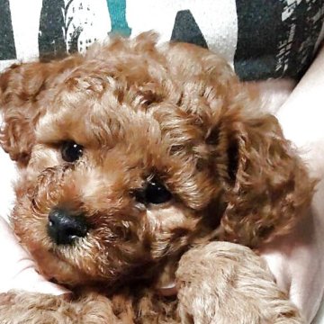 マルプー(マルチーズ×トイプードル)【秋田県・男の子・2025年3月8日・茶】の写真「大人達にもまれいろんなこと勉強しています！特割あり」