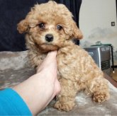 ミックス(マルプー×トイプードル)