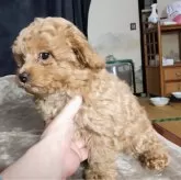 ミックス(マルプー×トイプードル)【秋田県・男の子・2025年9月16日・アプリコット】の写真4