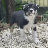 ボーダーコリー