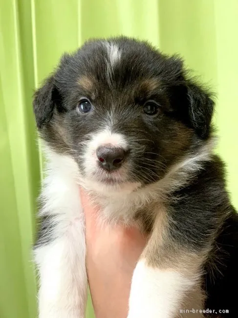 ID:2008-01898の子犬