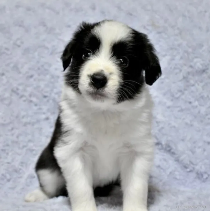 ID:2308-02332の子犬