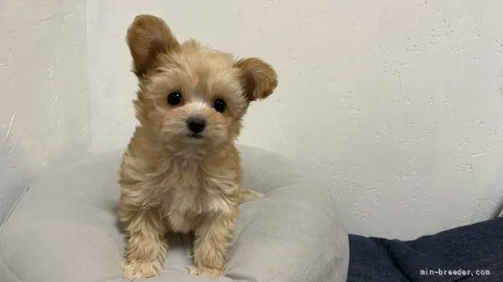 ID:2202-00482の子犬