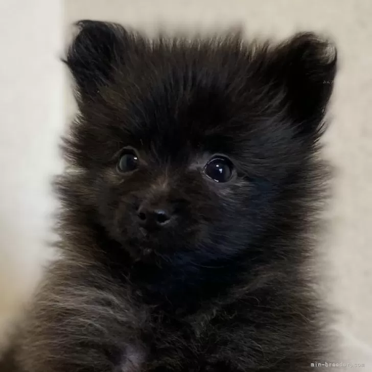 ID：2403-03485の子犬