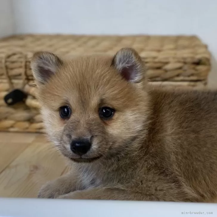 Y.Y 様のお迎えした子犬