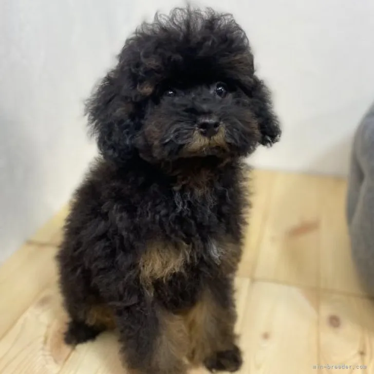 ID:2304-02538の子犬
