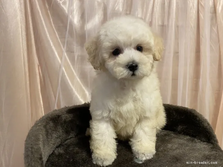ID:2109-00773の子犬
