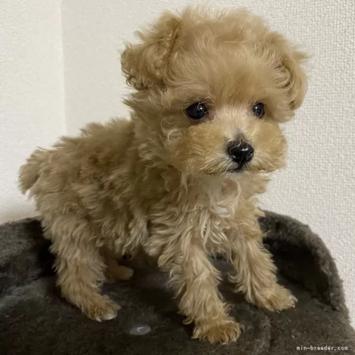 チロル 様のお迎えした子犬