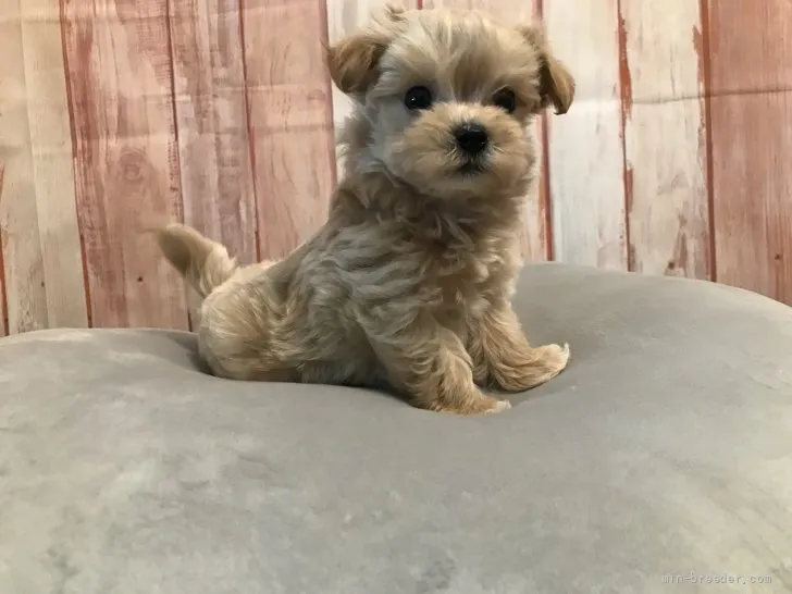 little-P 様のお迎えした子犬