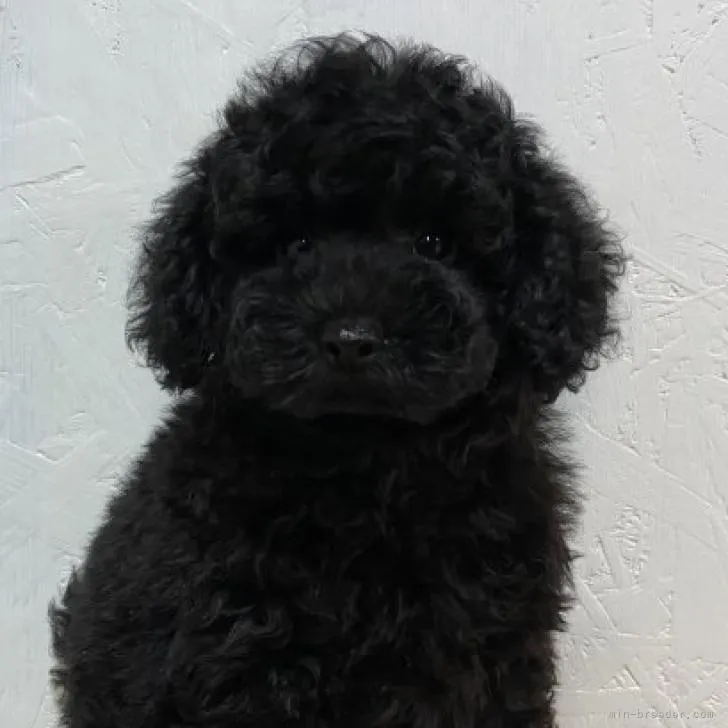 ID:2210-01231の子犬